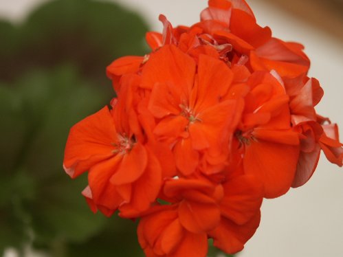 Afton - Brokbladiga pelargoner .