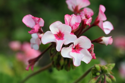 Agusta - Zonalpelargoner.