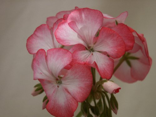 Alberta - Zonalpelargoner.