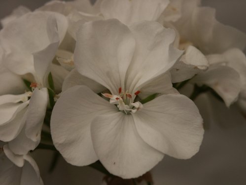 Alba - Zonalpelargoner.