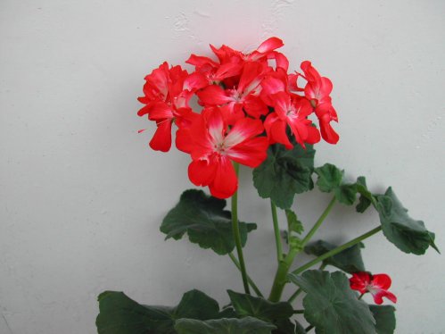 Algernon - Mini- och Dv�rgpelargoner.