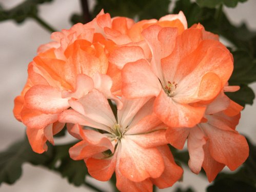 Alice - Mini- och Dv�rgpelargoner.