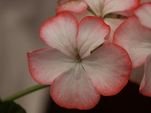 Alice of Vincennes - Zonalpelargoner.