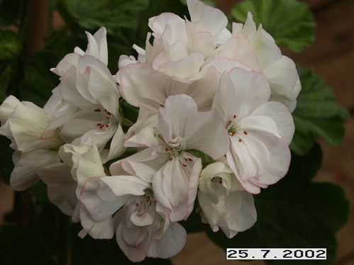 Alphine Glow - Zonalpelargoner.