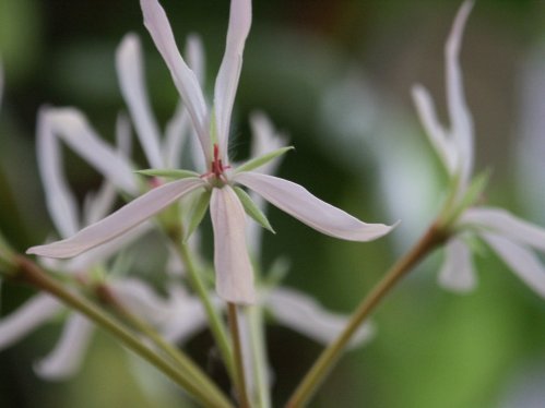 Alvestone - Stj�rnpelargoner.