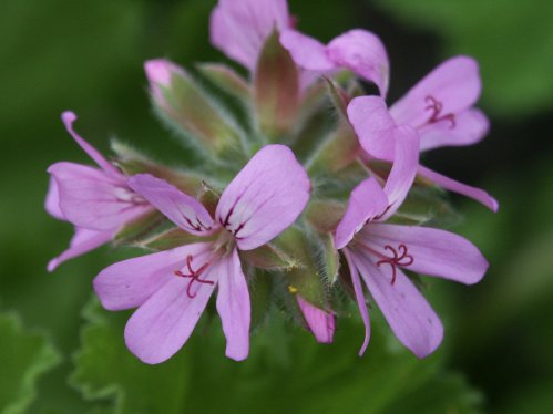 Anatomic Snowflake  - Doftpelargoner.