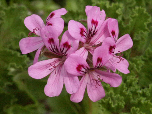 Andersonii - Doftpelargoner.