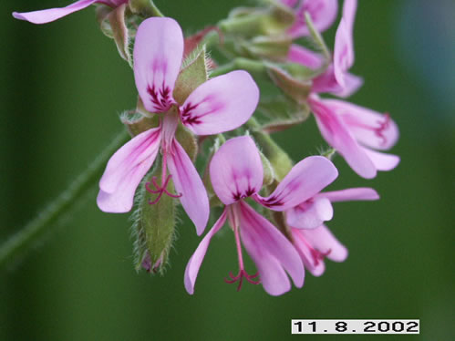 Angelina - Doftpelargoner.