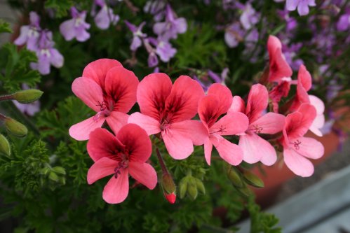 Angeleyes Orange - �nglapelargoner.