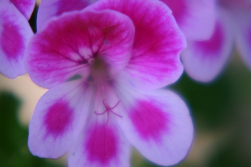 Angeleyes viola - �nglapelargoner.