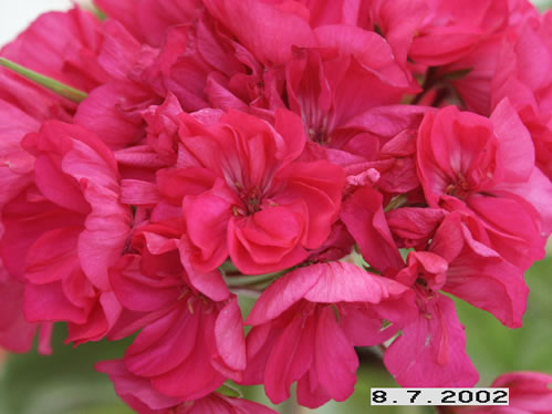 Angelique - Zonalpelargoner.