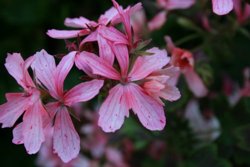 Anna Brooks Pluto - Stj�rnpelargoner.