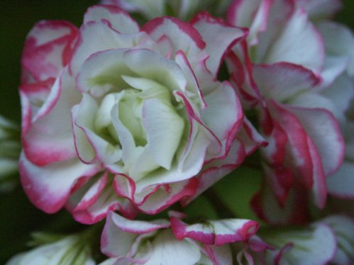 Appleblossom Rosebud - Rosenknoppspelagoner.