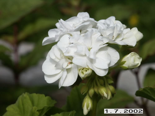 Arbr� - Zonalpelargoner.