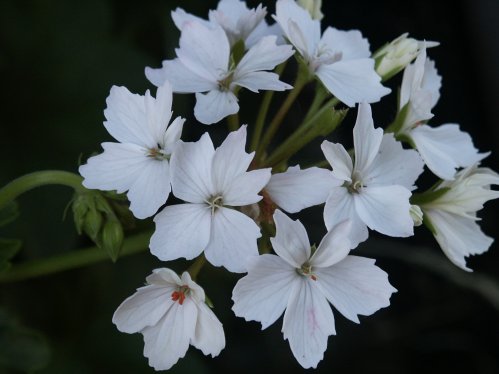 Arctic Star  - Stj�rnpelargoner.