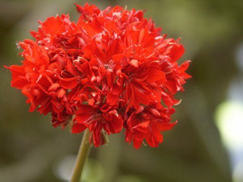 Asarnas Tor - Stj�rnpelargoner.