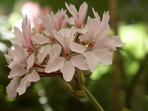 Asarnas Mumin - Stj�rnpelargoner.