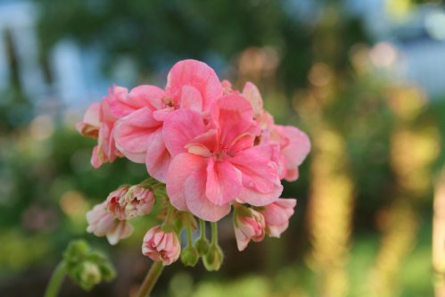 Asarnas Tyr - Zonalpelargoner.