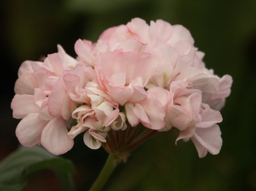 Asarnas Ull - Zonalpelargoner.