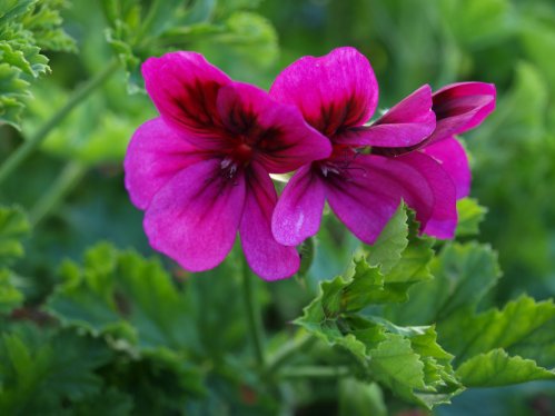 Ashby - Doftpelargoner.