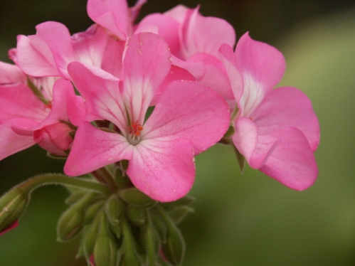 Askersund - Zonalpelargoner.