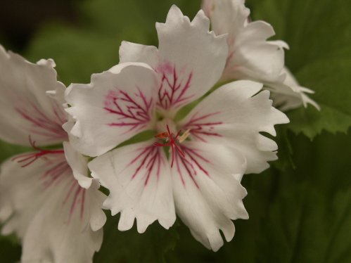 Askham Fringed Aztec - Engelskapelargoner.