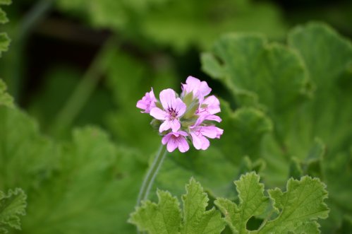 Attar of Roses - Doftpelargoner.