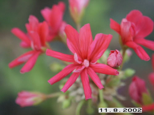 Attraction - Kaktus- och Nejlikepelargoner .