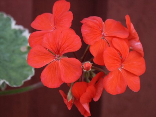 Attraction. - Brokbladiga pelargoner .