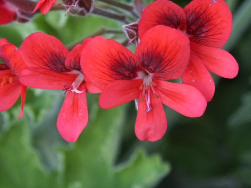 Aurores Unique - Unikpelargoner.