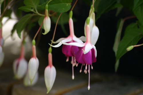 Avintie Jinks - H�ngande Fuchsia.