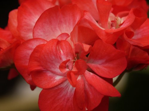 Baby Brocade - Mini- och Dv�rgpelargoner.