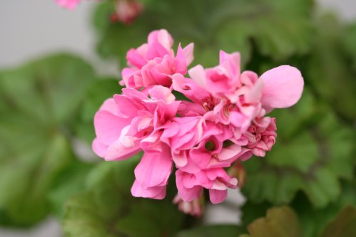 Baby Rosebud - Mini- och Dv�rgpelargoner.