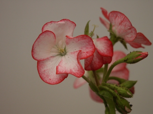 Ballerina - Mini- och Dv�rgpelargoner.
