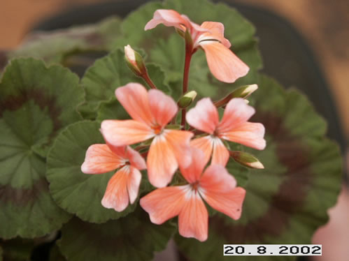 Bath Beauty - Mini- och Dv�rgpelargoner.