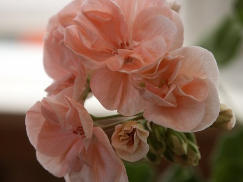 Beauty of El Segundo - Zonalpelargoner.
