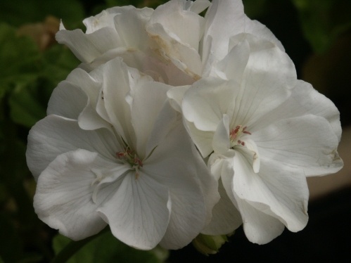 Beda - Zonalpelargoner.