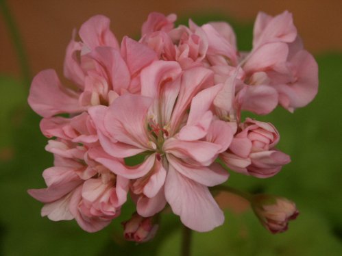 Bembridge - Gyllenbladiga pelargoner.