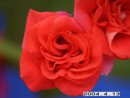 Bernardo - H�ngpelargoner.