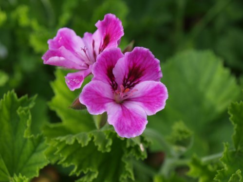 Betulinum - Engelskapelargoner.