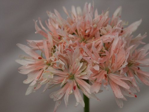 Bev Foster - Stj�rnpelargoner.