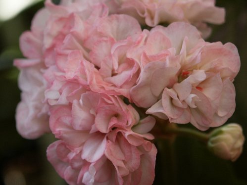Bill�s Delight - Mini- och Dv�rgpelargoner.