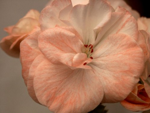 Bill�s Dream - Zonalpelargoner.