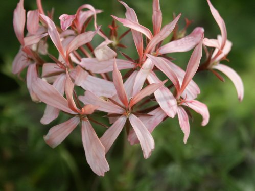 Bird Dancer - Stj�rnpelargoner.