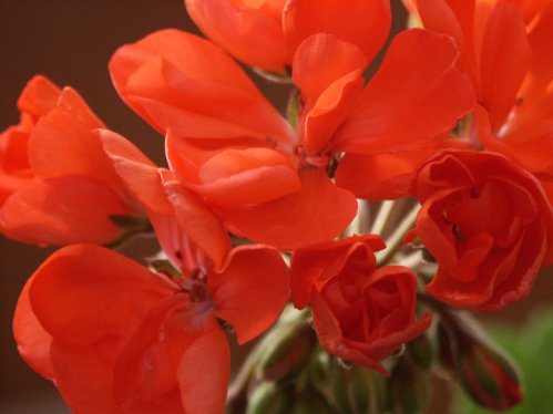 Birgittas persilja - Zonalpelargoner.