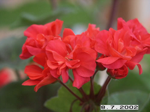Black Knigth - Mini- och Dv�rgpelargoner.