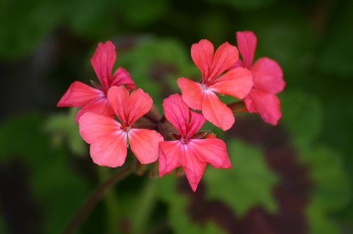 Black Jubil�e - Brokbladiga pelargoner .