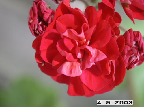 Black Pearl - Rosenknoppspelagoner.