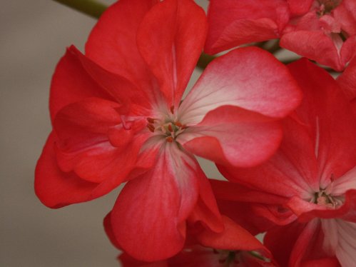 Black Contry Bugle - Zonalpelargoner.