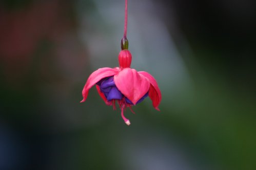 Blue Eyes - H�ngande Fuchsia.